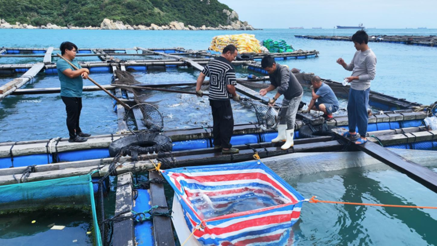 桂山鎮大力發展海水養殖種子產業，種魚將供應湛江陽江等地